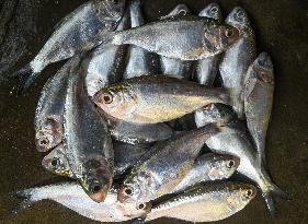 Indian Oil Sardine (Sardinella Longiceps)