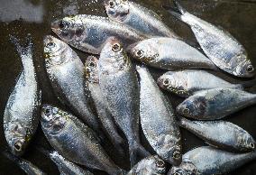 Indian Oil Sardine (Sardinella Longiceps)