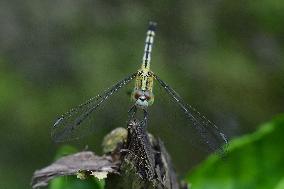 India Wildlife