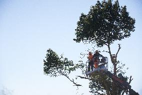 4th Day Of Attempt Of The Cnamo, Police Special Unit, To Dislodge 'ecureuils' Who Live In Tree On The Planned A69 Highway