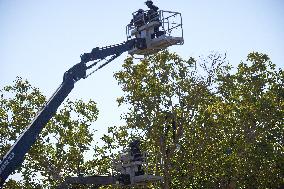 4th Day Of Attempt Of The Cnamo, Police Special Unit, To Dislodge 'ecureuils' Who Live In Tree On The Planned A69 Highway