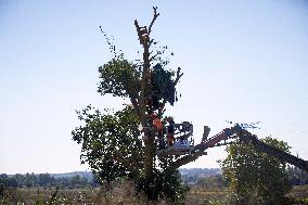 4th Day Of Attempt Of The Cnamo, Police Special Unit, To Dislodge 'ecureuils' Who Live In Tree On The Planned A69 Highway