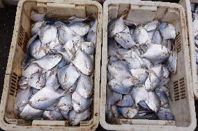 China Gradually Resumed Imports of Japanese Aquatic Products