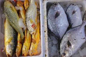 China Gradually Resumed Imports of Japanese Aquatic Products