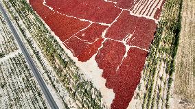 Drying Pepper in Xinjiang