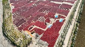 Drying Pepper in Xinjiang