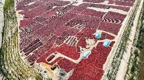 Drying Pepper in Xinjiang