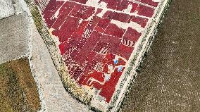 Drying Pepper in Xinjiang