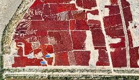 Drying Pepper in Xinjiang