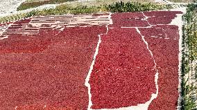 Drying Pepper in Xinjiang