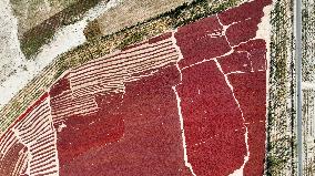 Drying Pepper in Xinjiang