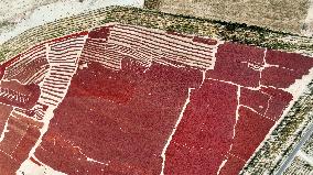 Drying Pepper in Xinjiang