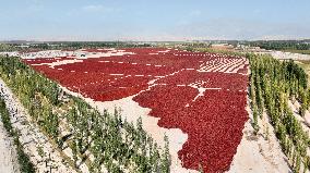 Drying Pepper in Xinjiang