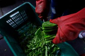 Nopal Cactus De-stalking And Chopping Contest In Mexico