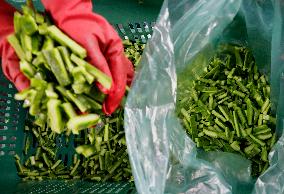 Nopal Cactus De-stalking And Chopping Contest In Mexico