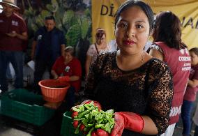 Nopal Cactus De-stalking And Chopping Contest In Mexico