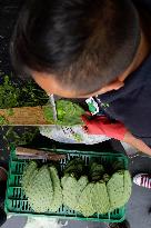 Nopal Cactus De-stalking And Chopping Contest In Mexico