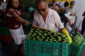 Nopal Cactus De-stalking And Chopping Contest In Mexico