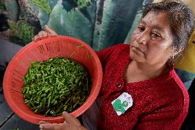 Nopal Cactus De-stalking And Chopping Contest In Mexico