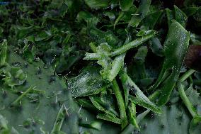 Nopal Cactus De-stalking And Chopping Contest In Mexico