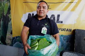 Nopal Cactus De-stalking And Chopping Contest In Mexico