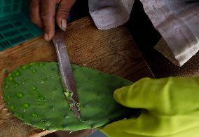 Nopal Cactus De-stalking And Chopping Contest In Mexico