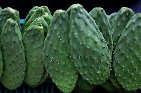 Nopal Cactus De-stalking And Chopping Contest In Mexico