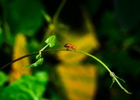 Red Pumpkin Beetle - Aulacophora Foveicollis - Animal India