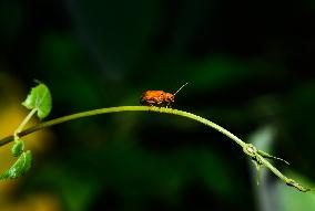 Red Pumpkin Beetle - Aulacophora Foveicollis - Animal India