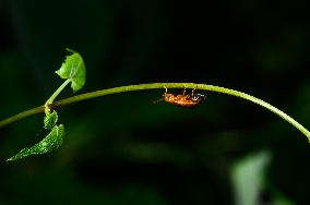 Red Pumpkin Beetle - Aulacophora Foveicollis - Animal India