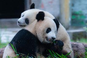 Giant Pandas Play in Chongqing Zoo