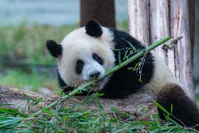 Giant Pandas Play in Chongqing Zoo