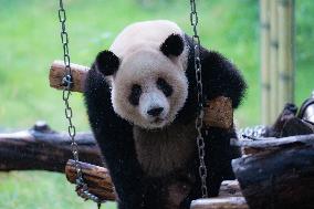 Giant Pandas Play in Chongqing Zoo