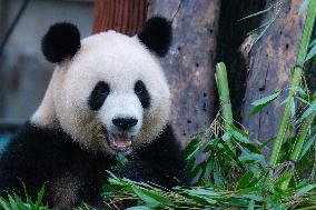 Giant Pandas Play in Chongqing Zoo