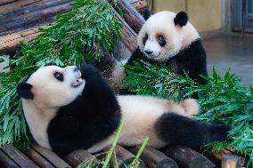 Giant Pandas Play in Chongqing Zoo