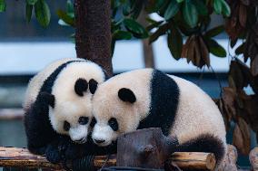 Giant Pandas Play in Chongqing Zoo