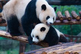 Giant Pandas Play in Chongqing Zoo