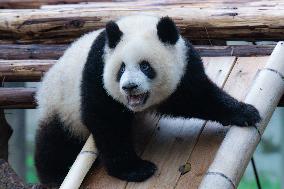 Giant Pandas Play in Chongqing Zoo