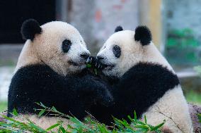 Giant Pandas Play in Chongqing Zoo