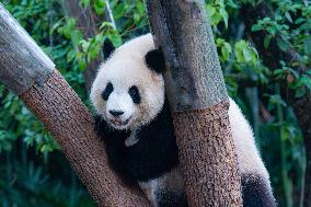 Giant Pandas Play in Chongqing Zoo