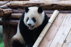 Giant Pandas Play in Chongqing Zoo