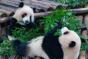 Giant Pandas Play in Chongqing Zoo