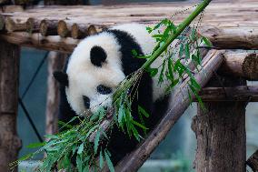 Giant Pandas Play in Chongqing Zoo