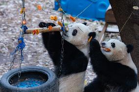 Giant Pandas Play in Chongqing Zoo