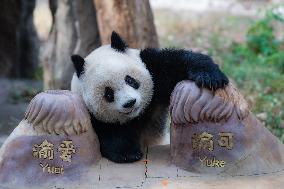 Giant Pandas Play in Chongqing Zoo