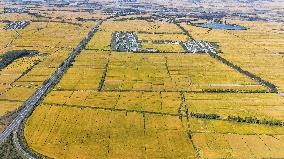 Farmers' Harvest Festival - China