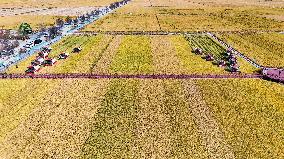 Farmers' Harvest Festival - China