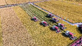 Farmers' Harvest Festival - China