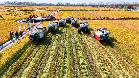 Farmers' Harvest Festival - China