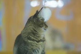 2024 Hangzhou International Purebred Cat Tasting Competition